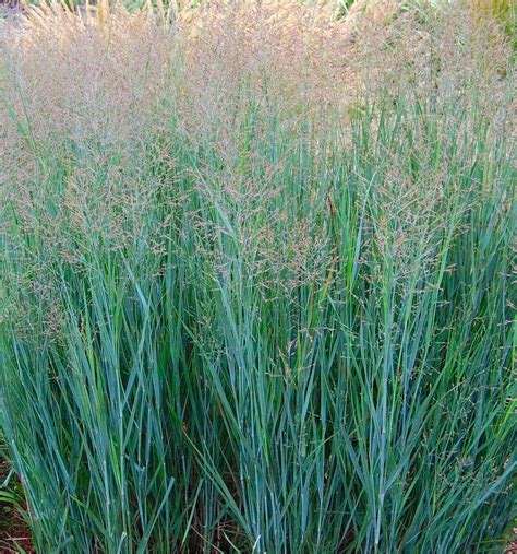 panicum house heavy metal|panicum shenandoah.